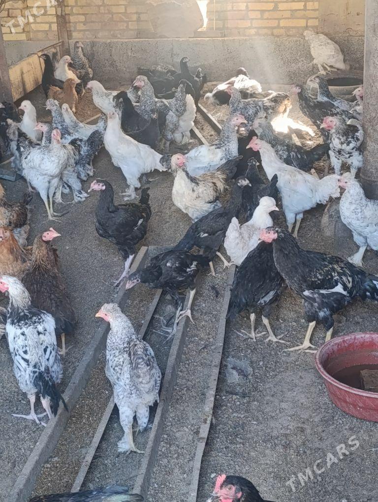 induk we towuk - Чарджоу - img 1