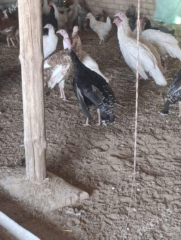 induk we towuk - Чарджоу - img 3