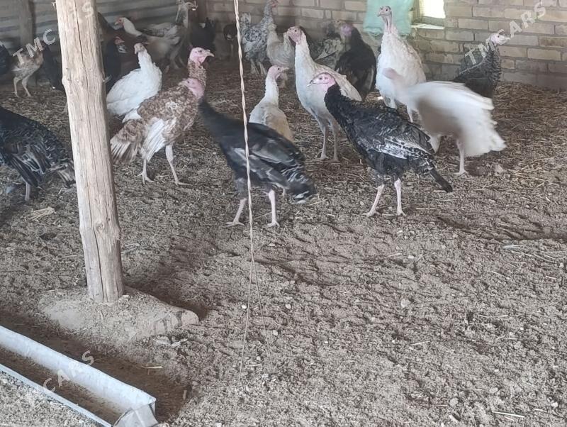 induk we towuk - Чарджоу - img 4