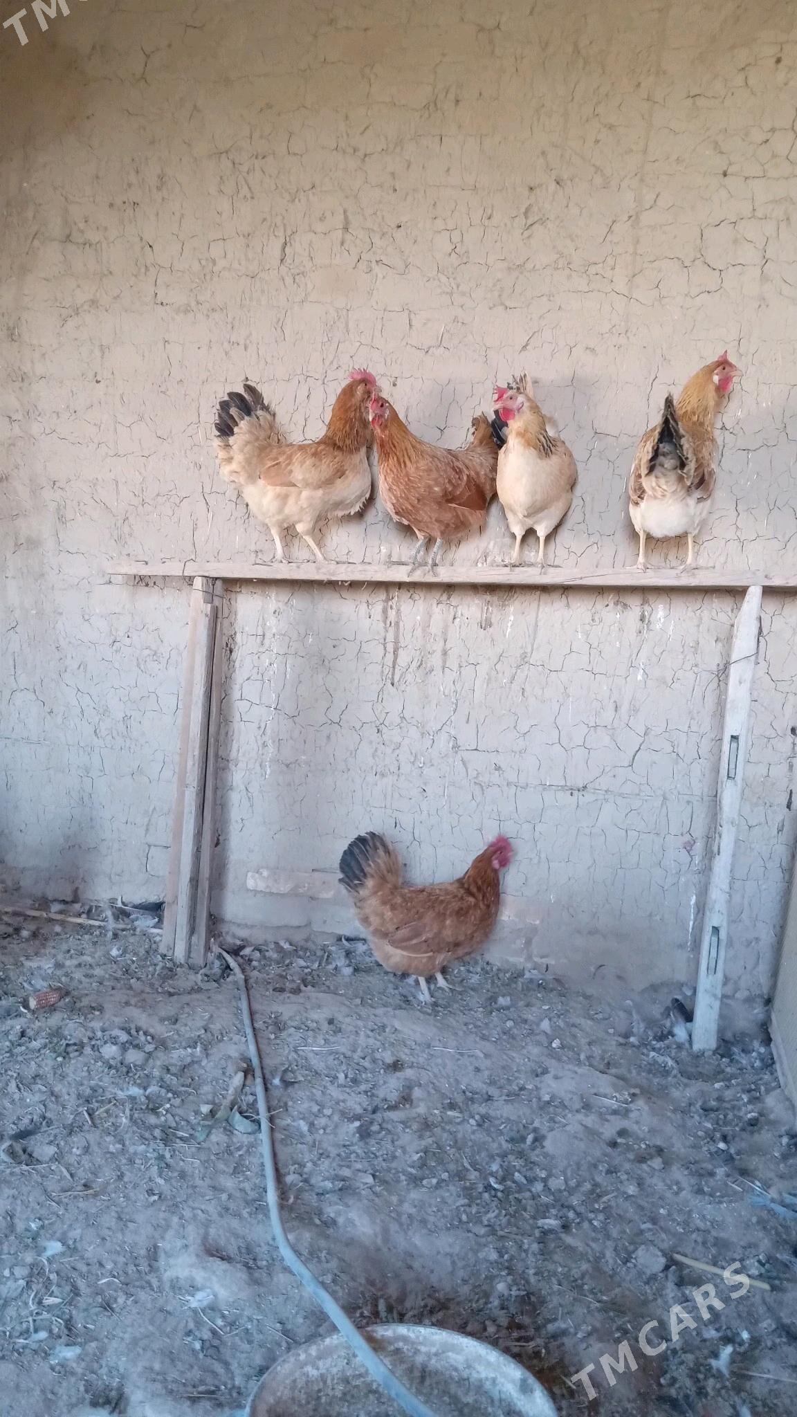 GUZLAÝJY TURKMEN TOWUK - Murgap - img 2