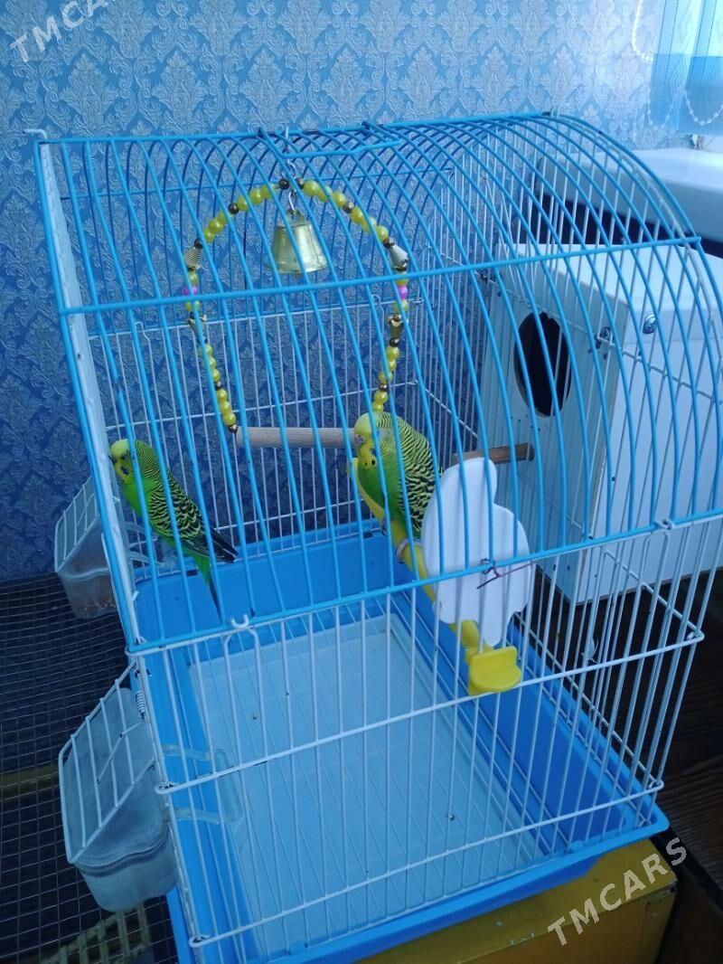 popugaý - Туркменабат - img 2