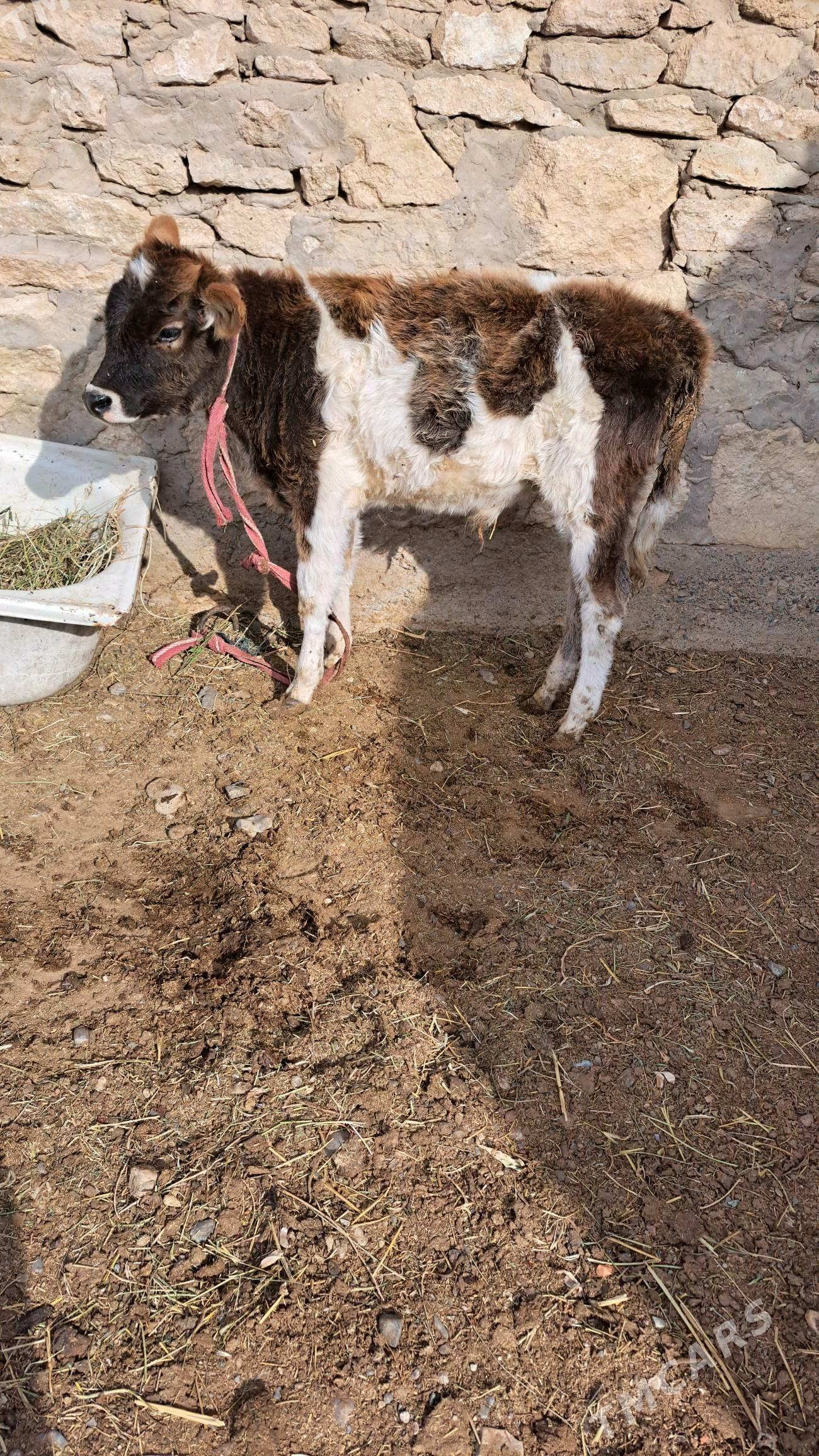 tohum öküzçe - Gyzylarbat - img 2