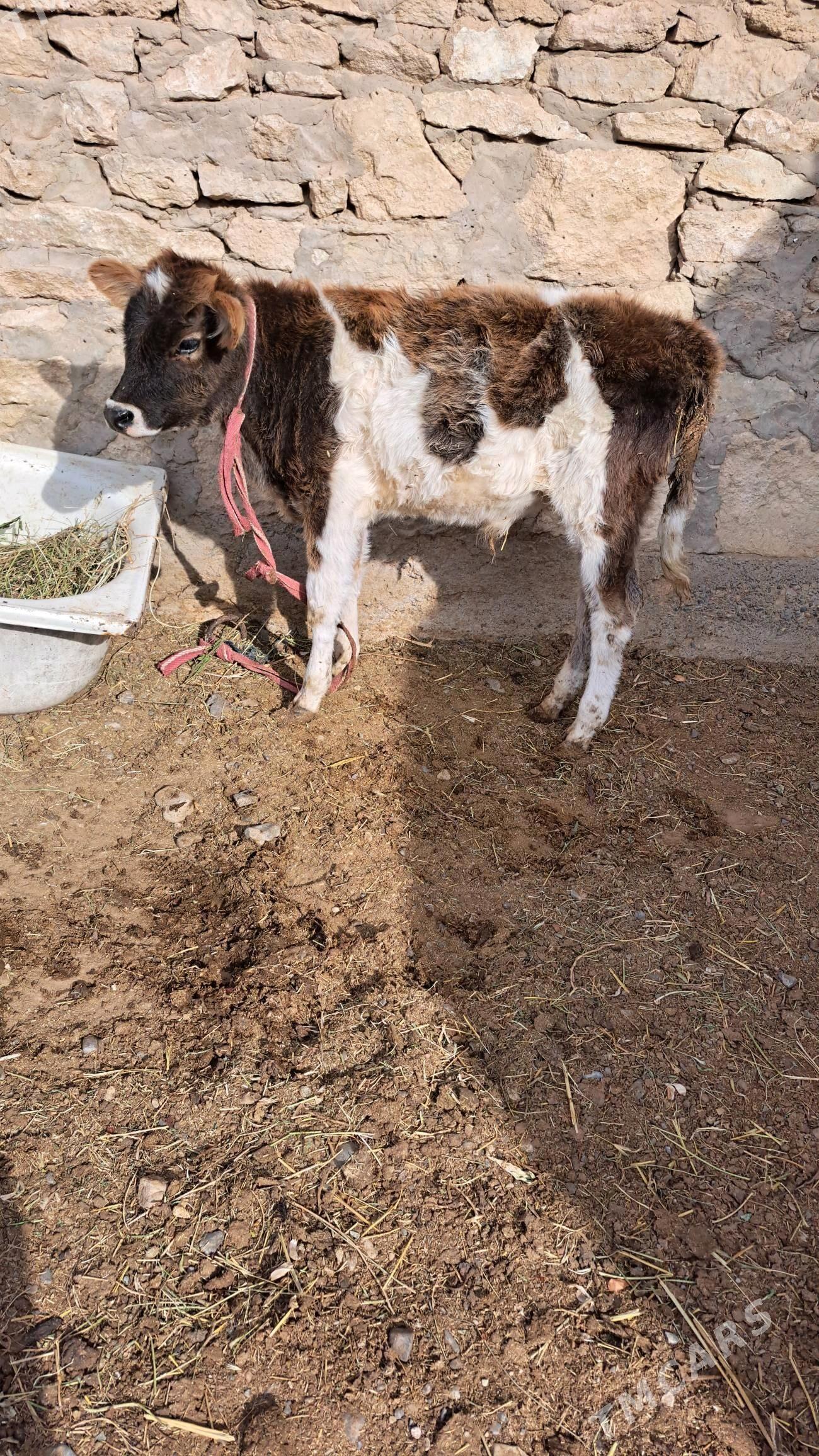 tohum öküzçe - Gyzylarbat - img 1