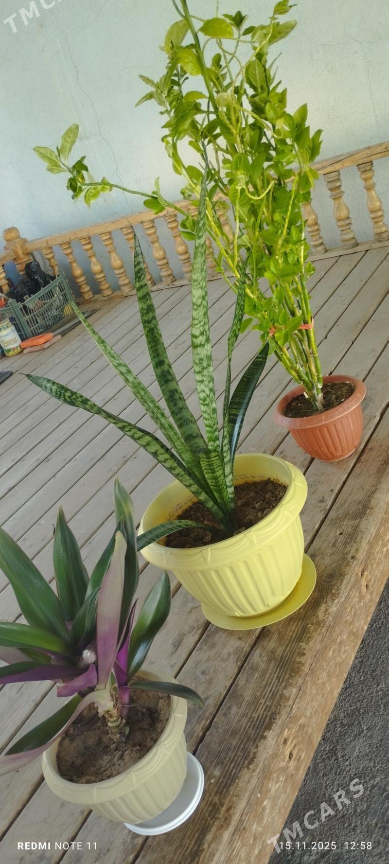 Òýde ekilyan guller - Çoganly - img 4