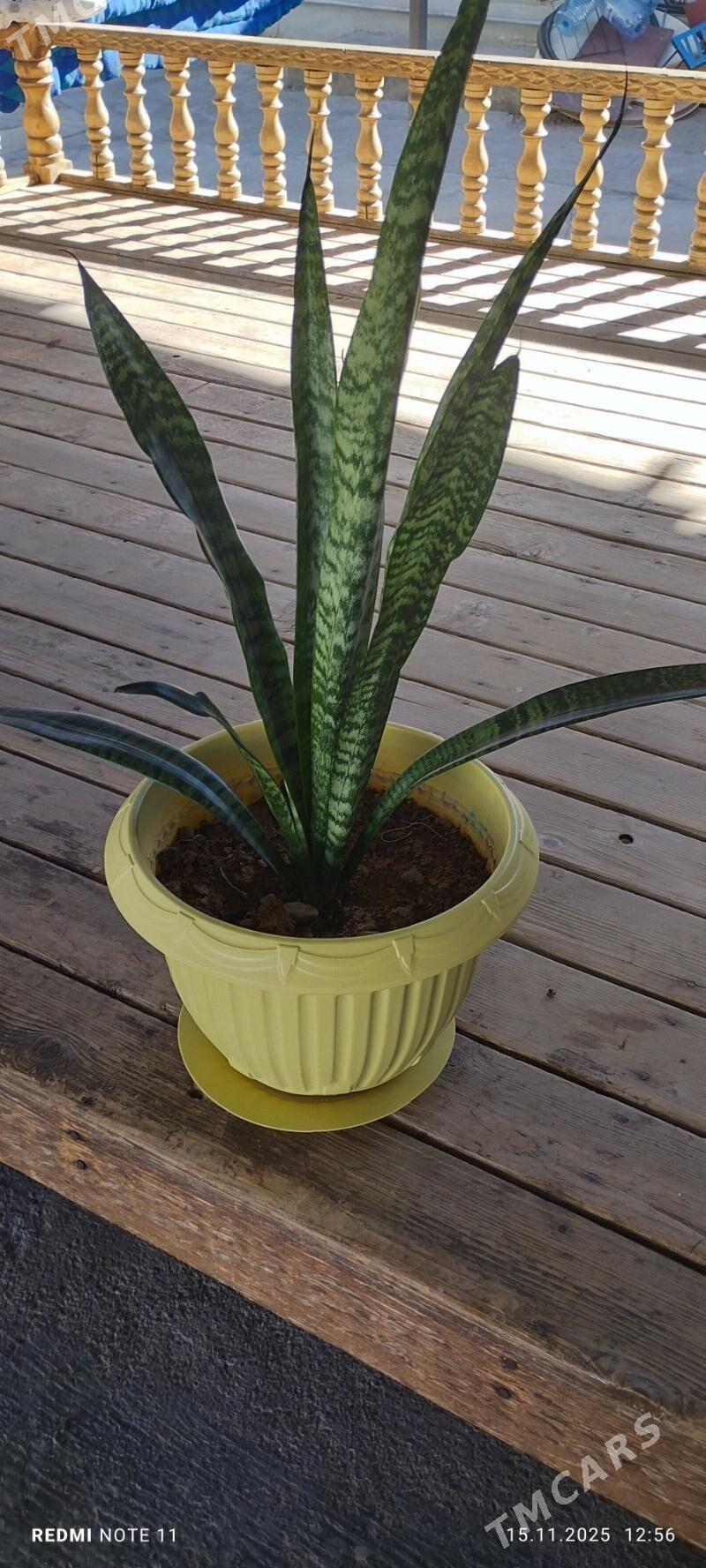 Òýde ekilyan guller - Çoganly - img 3