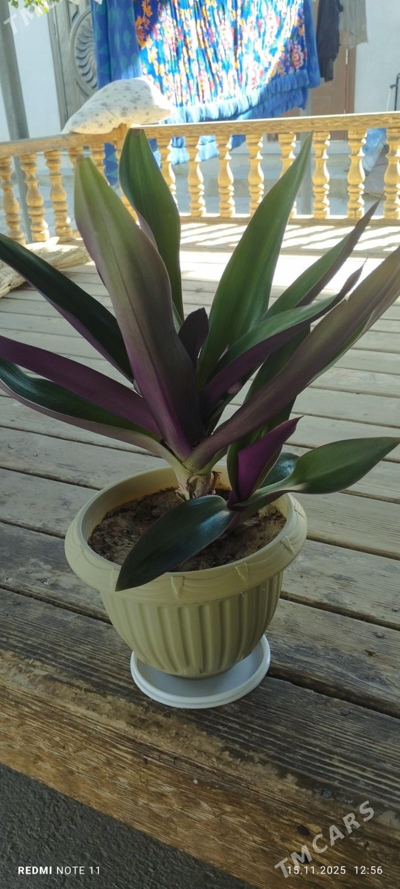 Òýde ekilyan guller - Çoganly - img 2