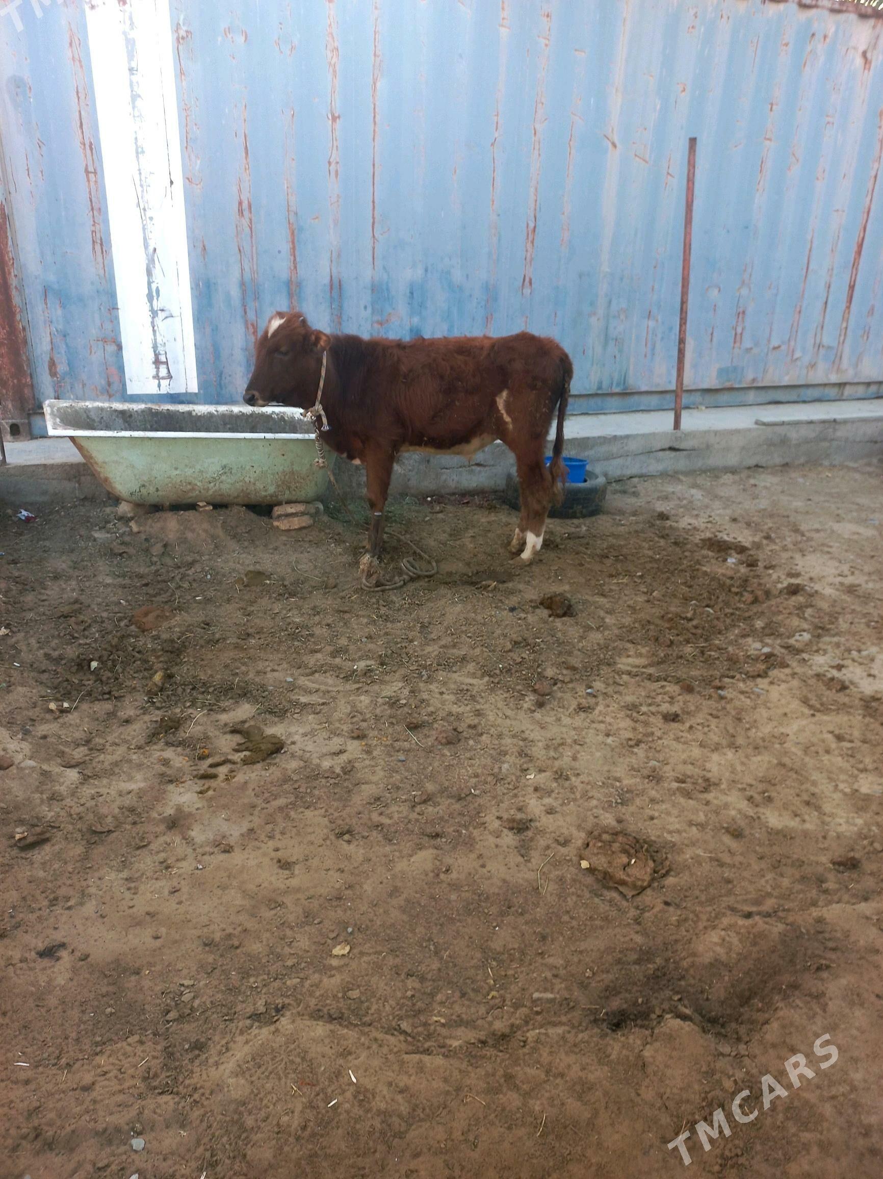 gole okuz - Ашхабад - img 2