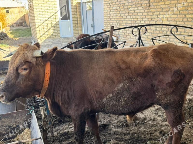 okuz 4 yasdan gecen - Mary - img 6