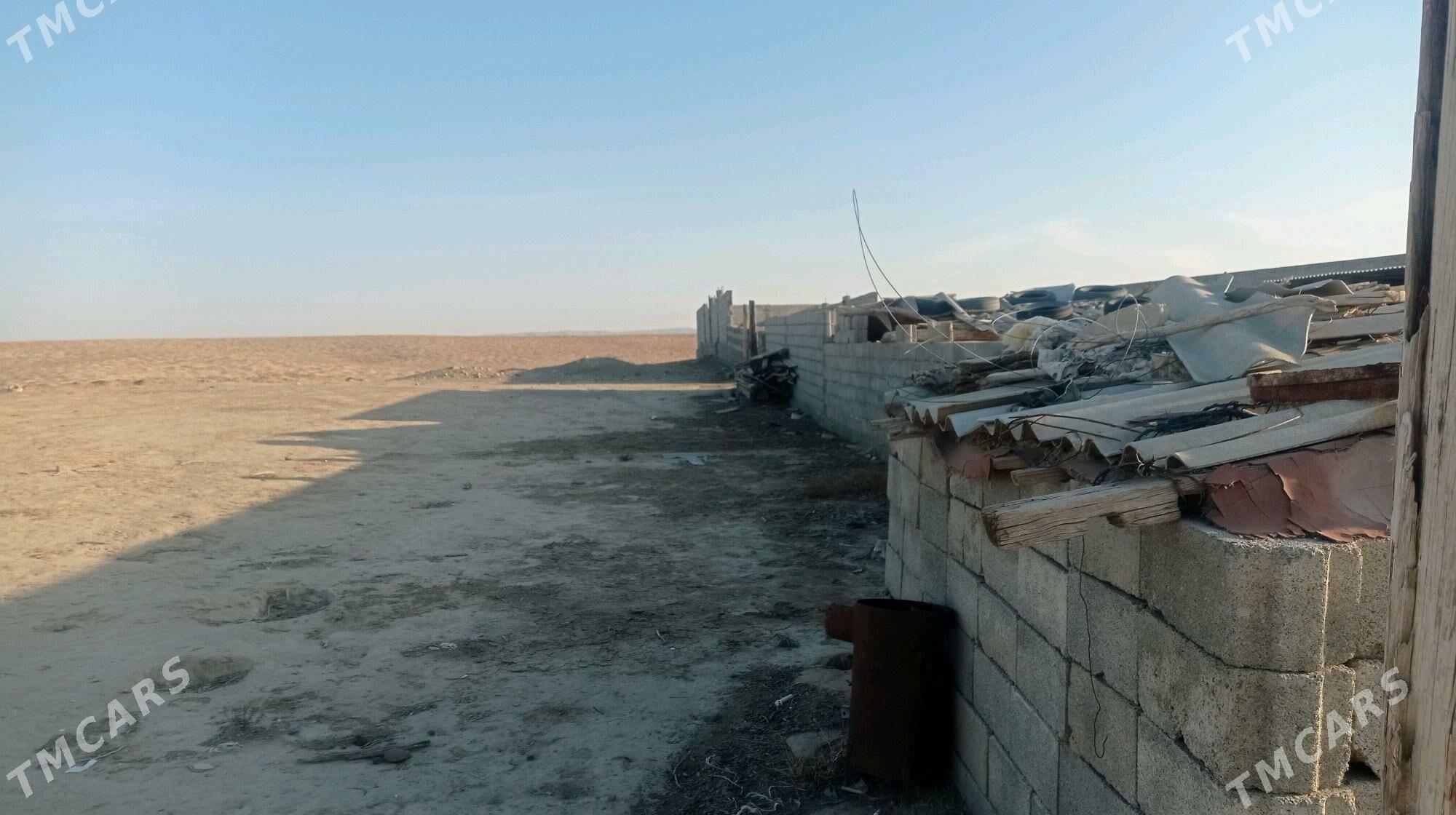 Ferma - Gyzylarbat - img 3