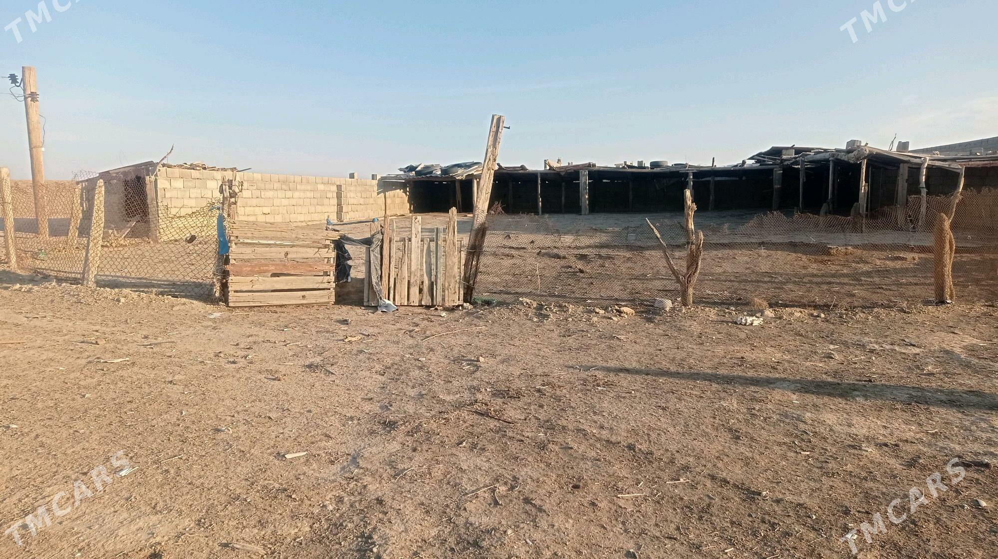 Ferma - Gyzylarbat - img 5