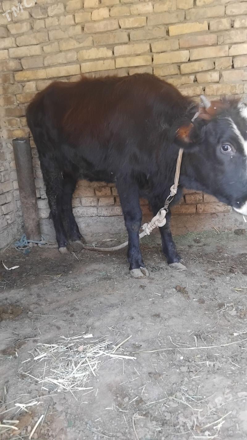 gole - Wekilbazar - img 2