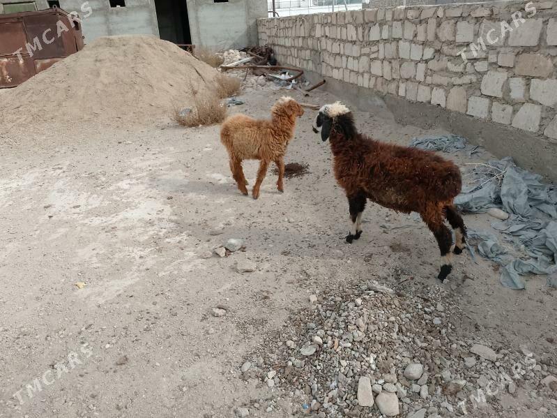 Tokly - Balkanabat - img 4