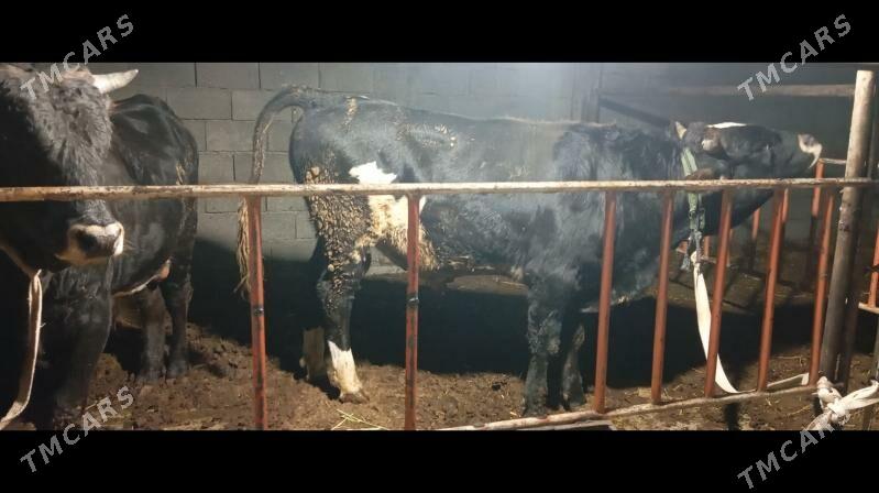 Okuz - Gökdepe - img 3