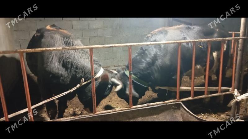 Okuz - Gökdepe - img 2