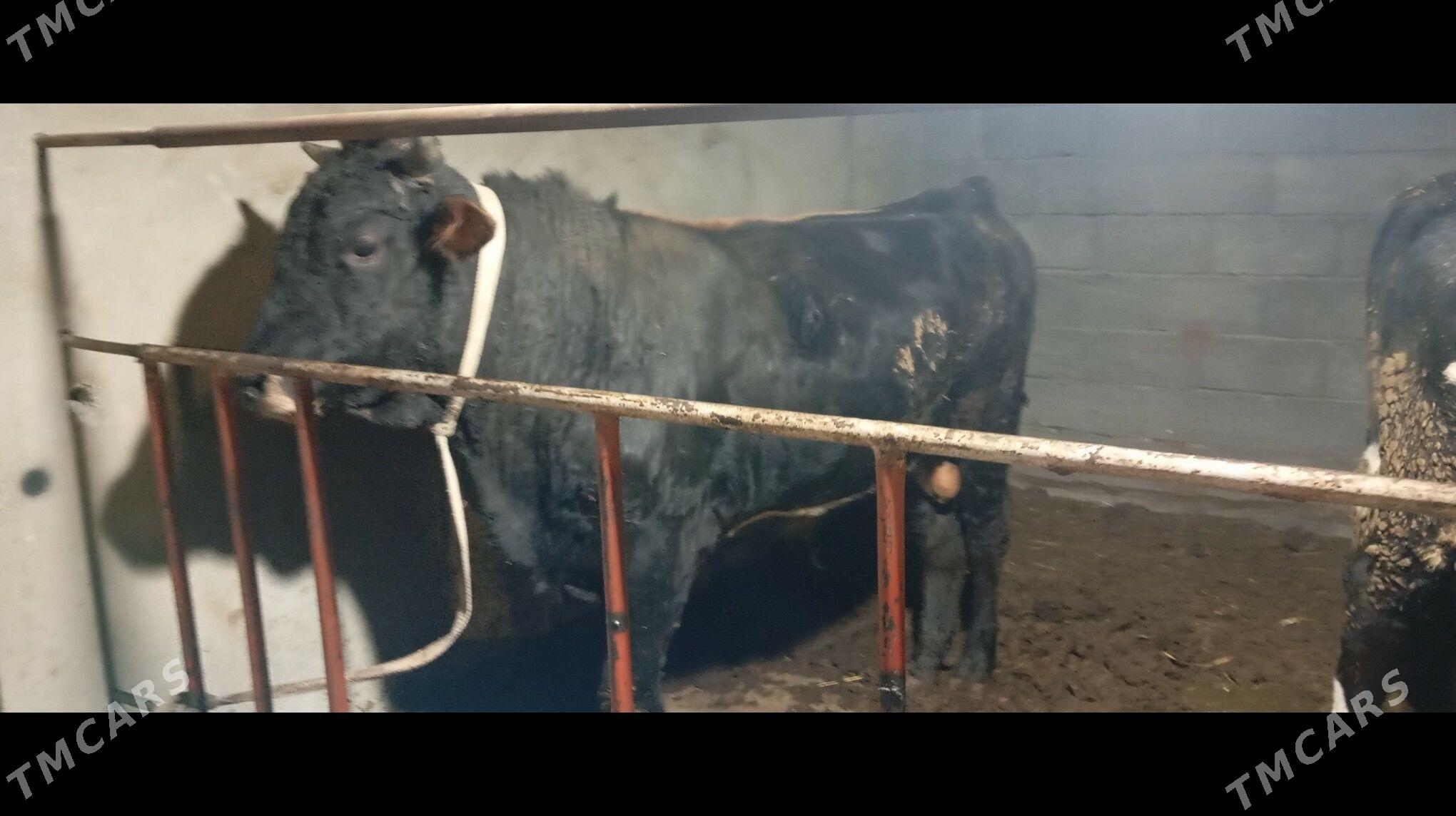 Okuz - Gökdepe - img 1