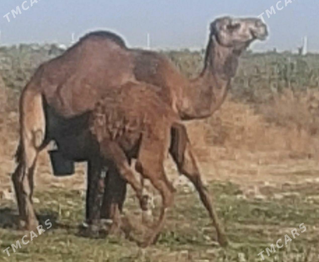 Torumly dòýe - Ашхабад - img 2