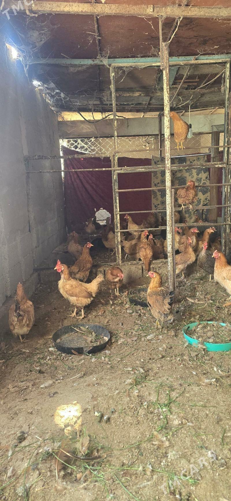 Towuk - Гёкдепе - img 2