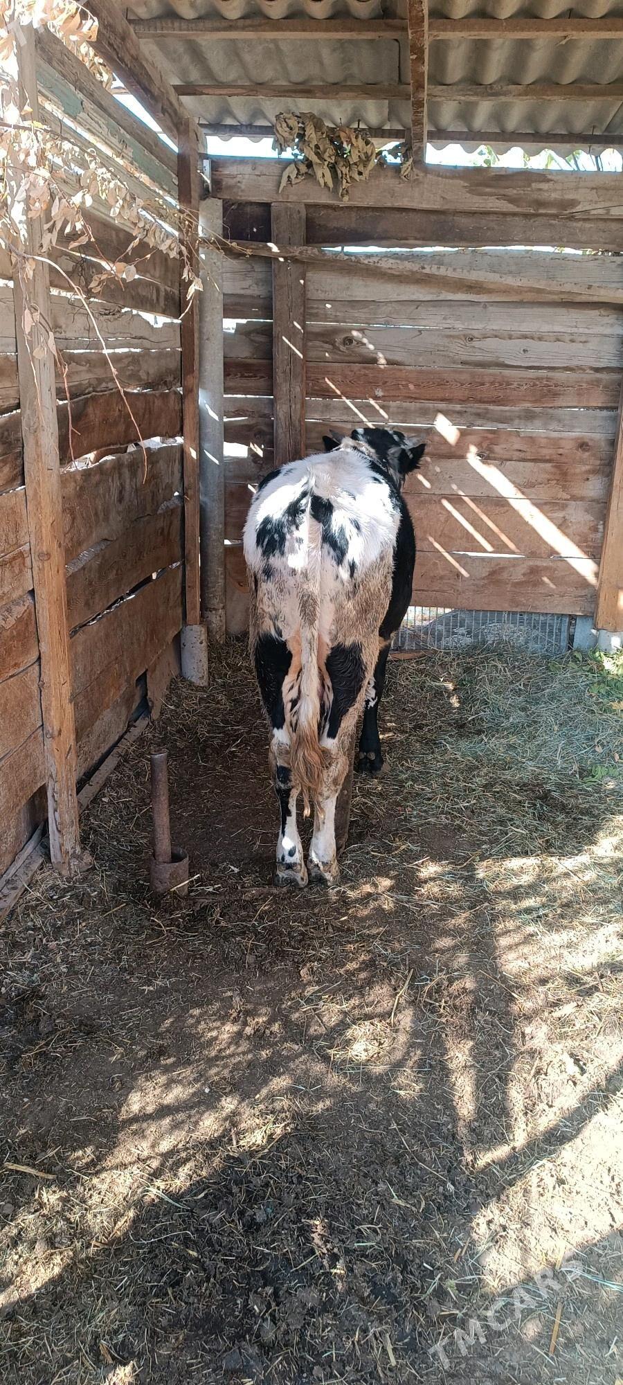 Öküz - Мары - img 2