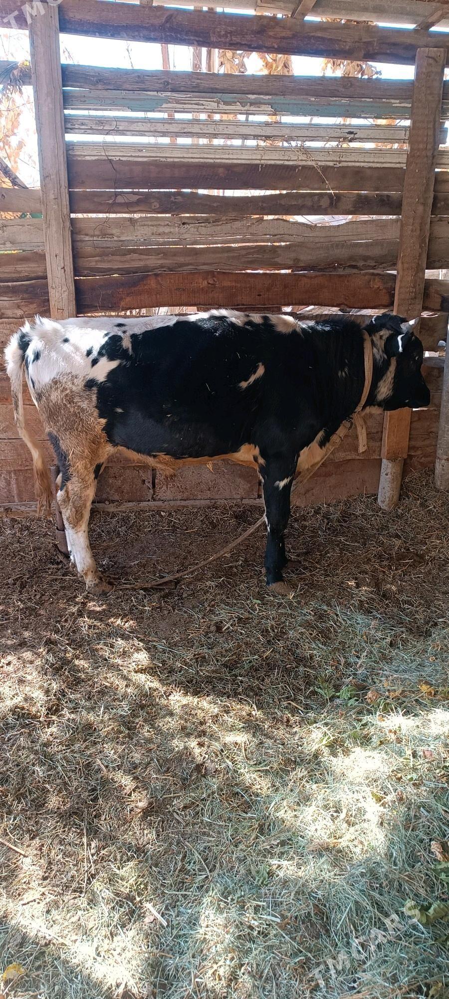 Öküz - Мары - img 3