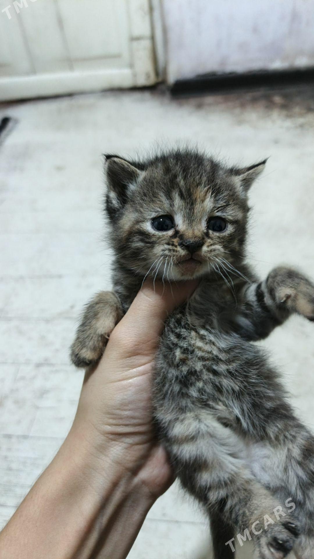 britanskiy pisik - Туркменабат - img 2