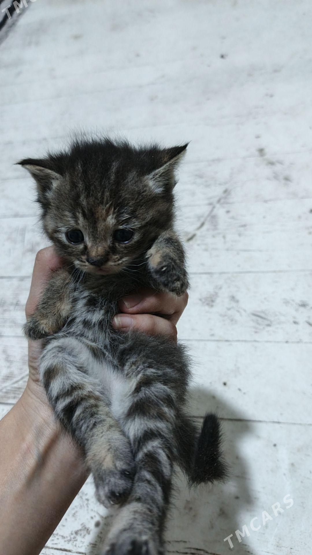 britanskiy pisik - Туркменабат - img 4