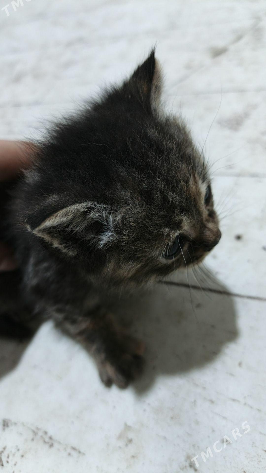 britanskiy pisik - Туркменабат - img 3