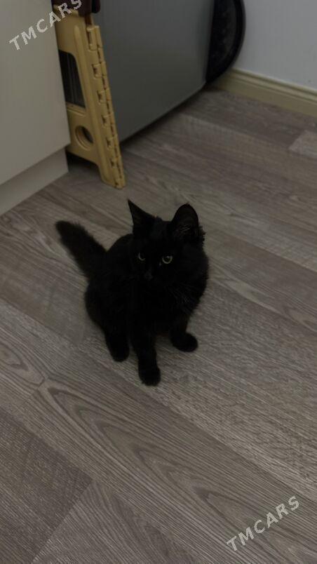 В ответственные руки - Aşgabat - img 3