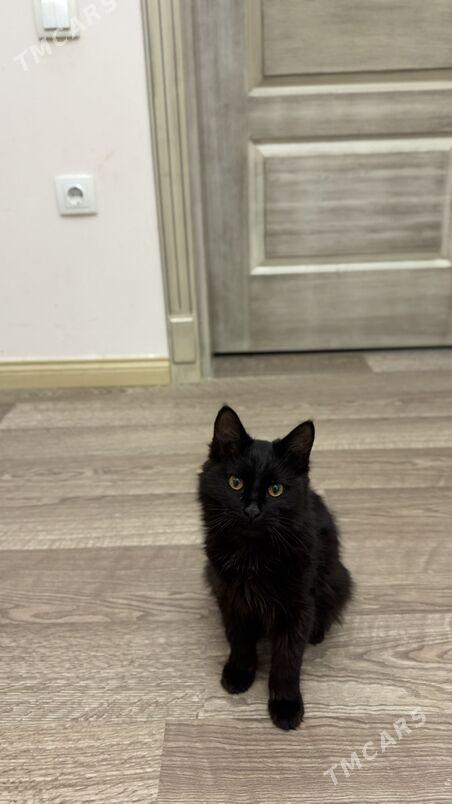 В ответственные руки - Aşgabat - img 1