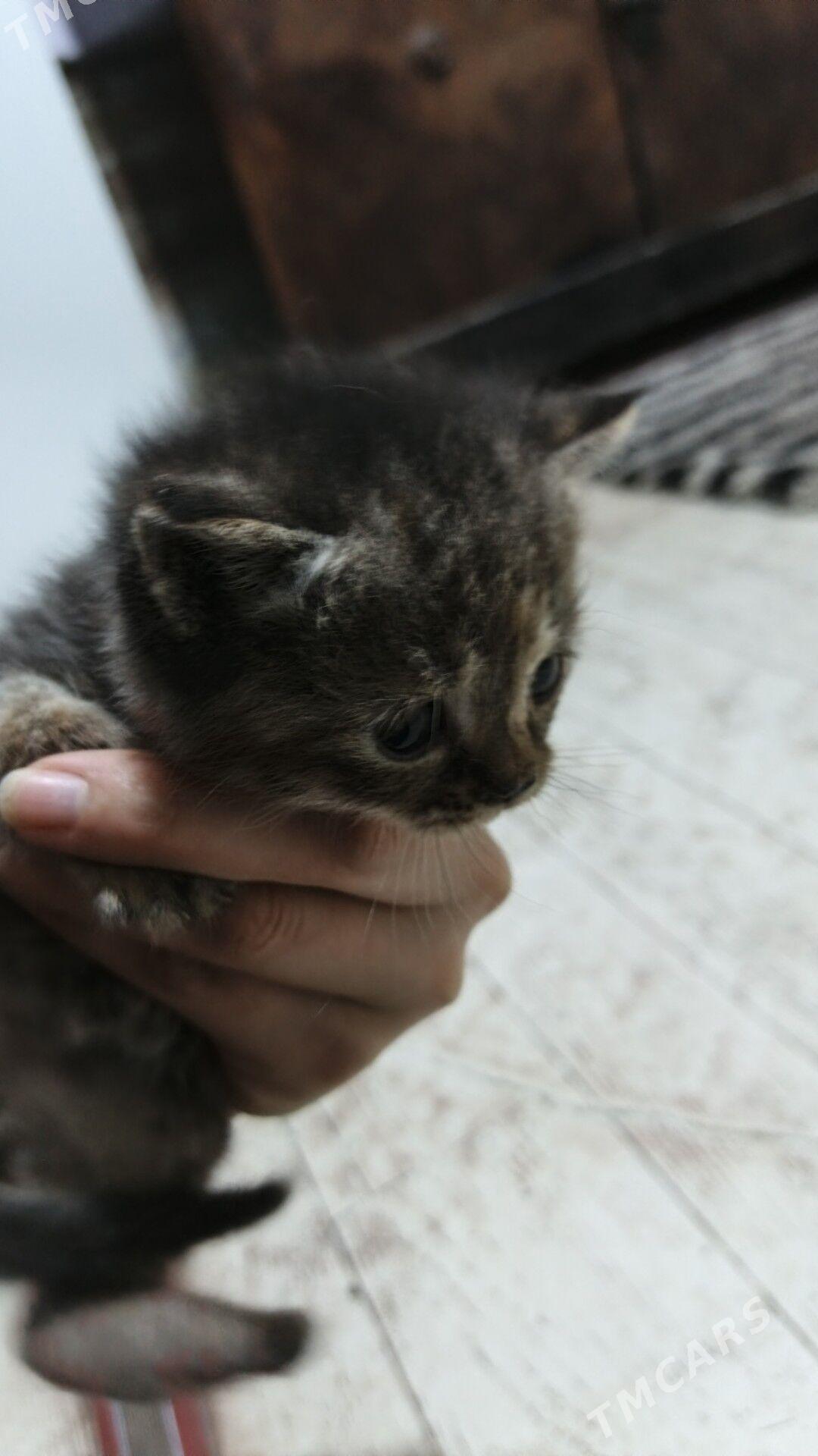 britanskiy pisik - Туркменабат - img 5