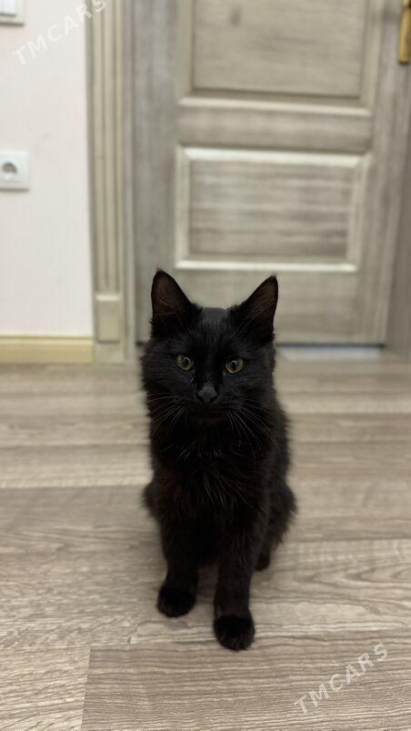 В ответственные руки - Aşgabat - img 2