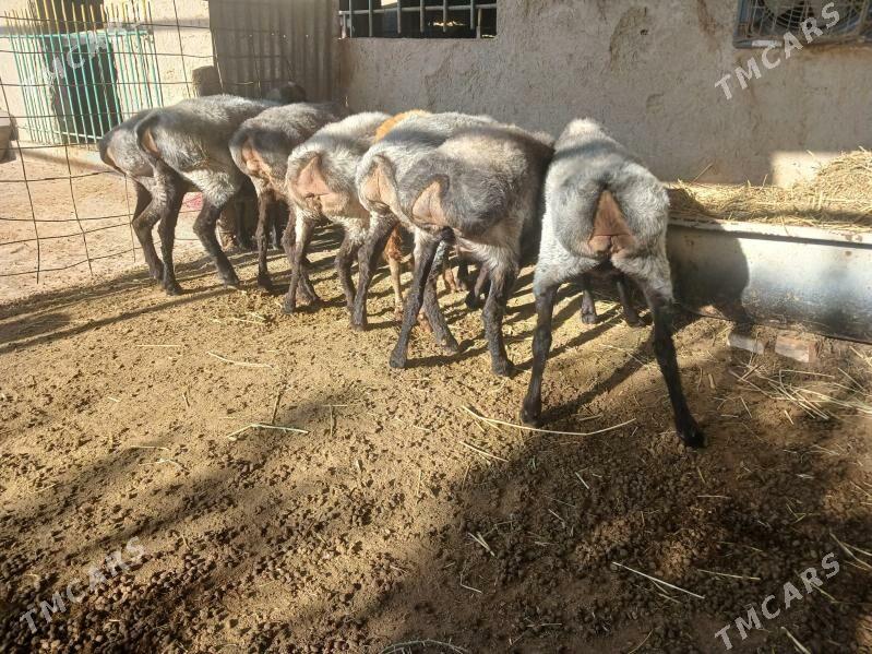 goyun - Ýaşlyk - img 3