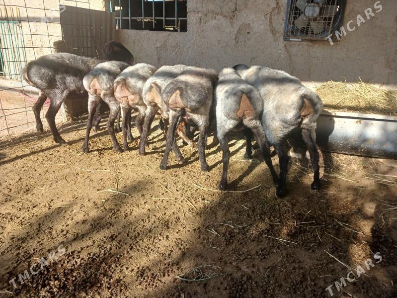 goyun - Ýaşlyk - img 2