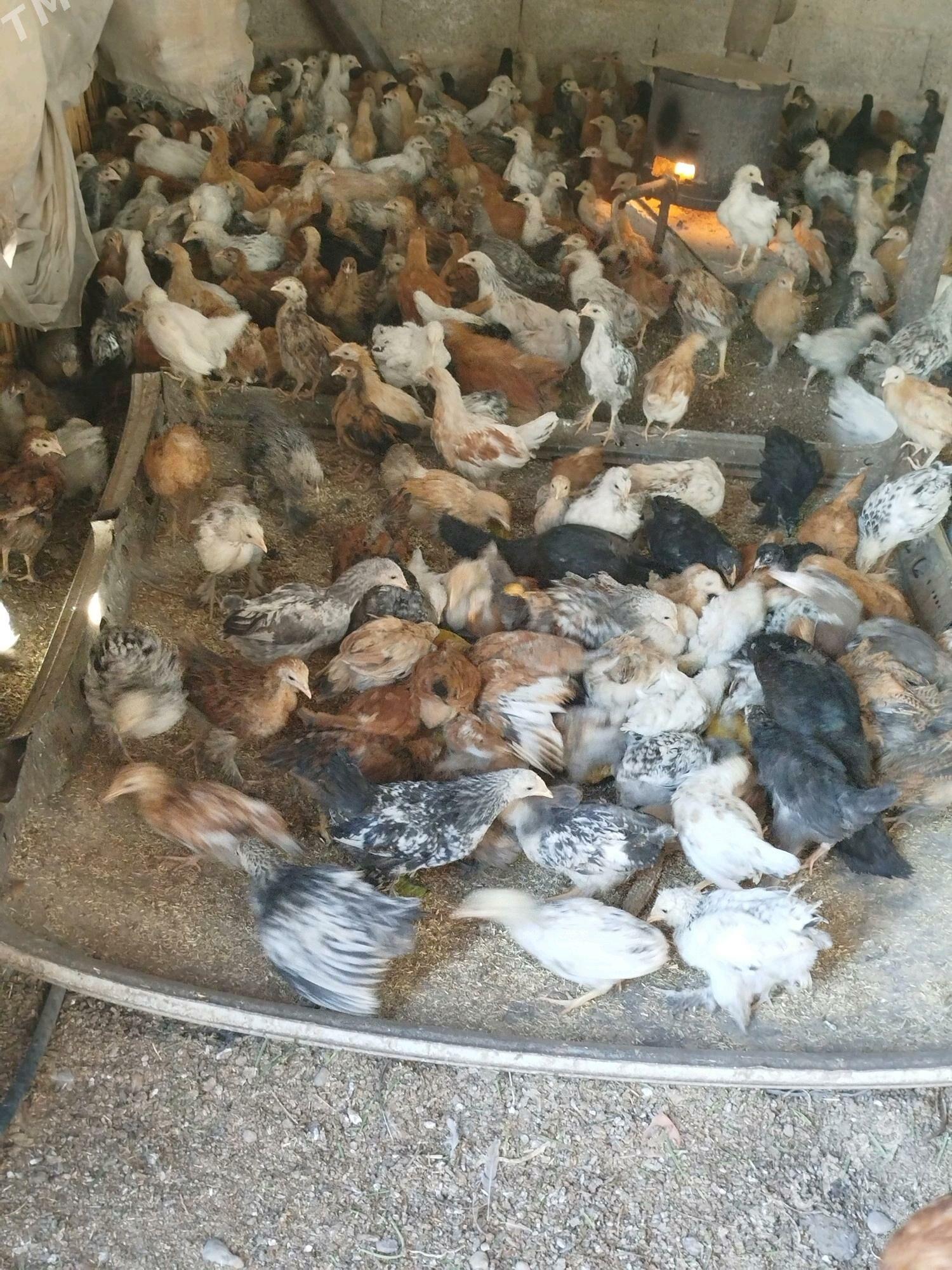 Jüýje - Теджен - img 1