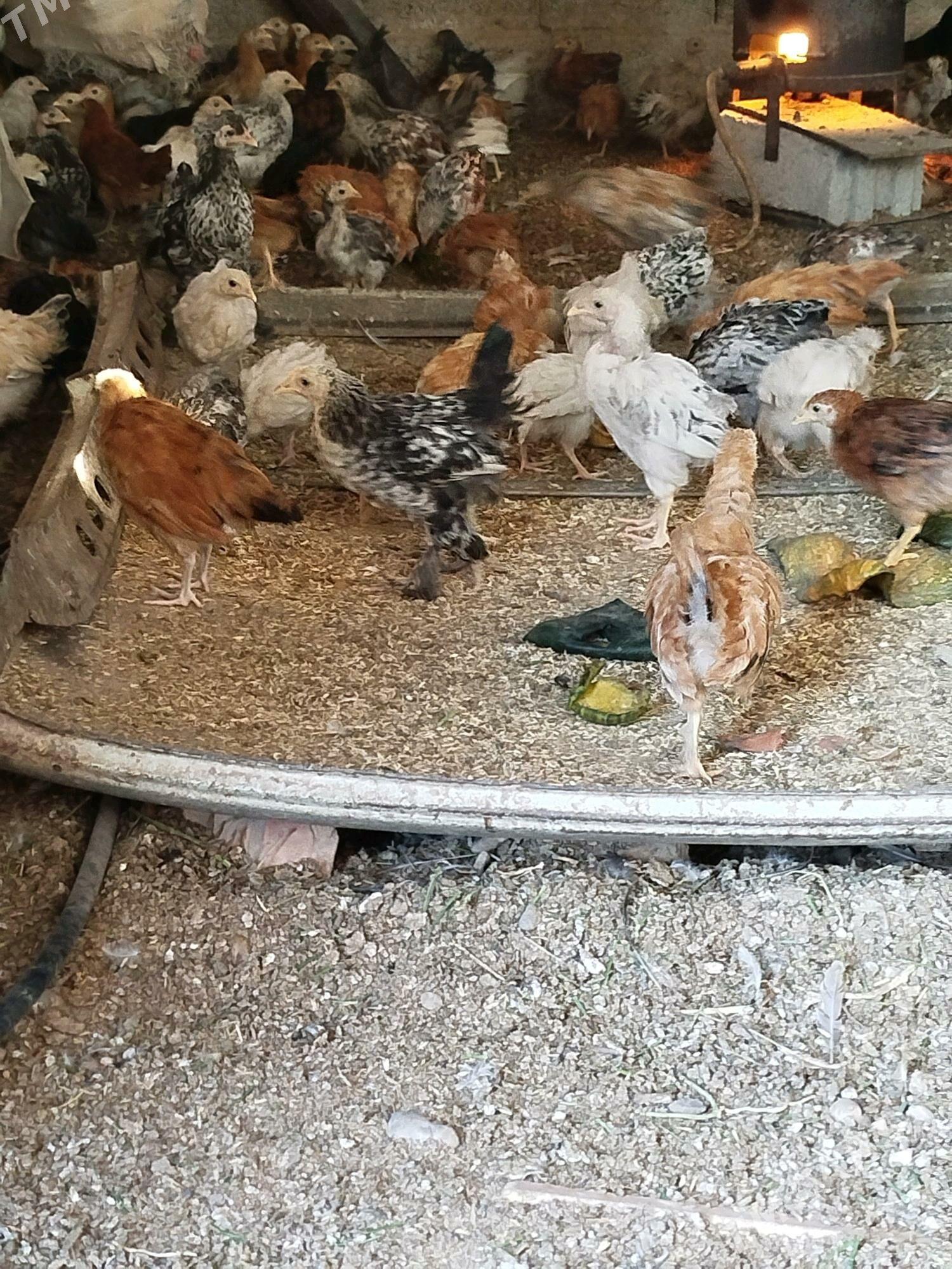 Jüýje - Теджен - img 2