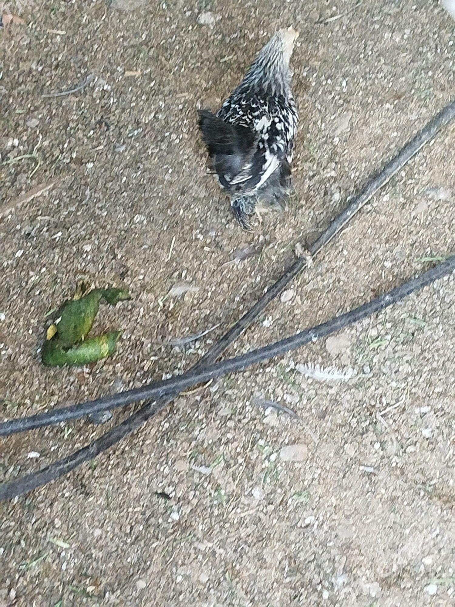 Jüýje - Теджен - img 3