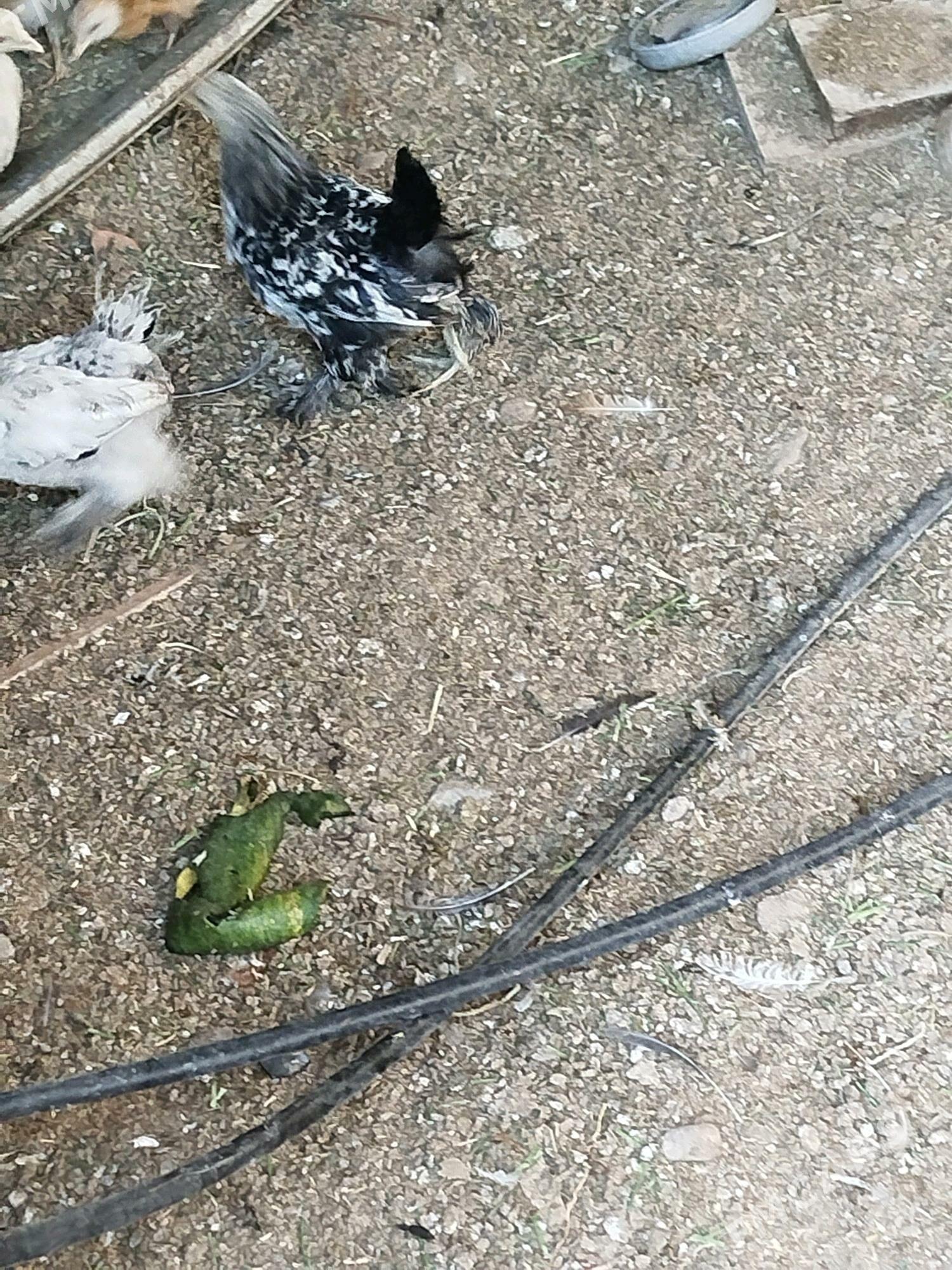 Jüýje - Теджен - img 4