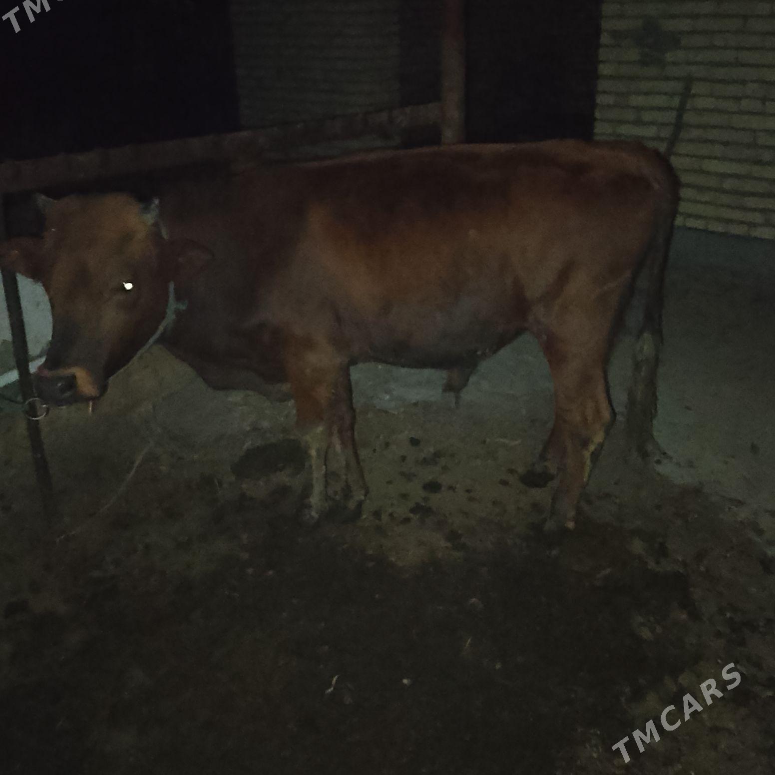 ОКУЗ - Чарджоу - img 9