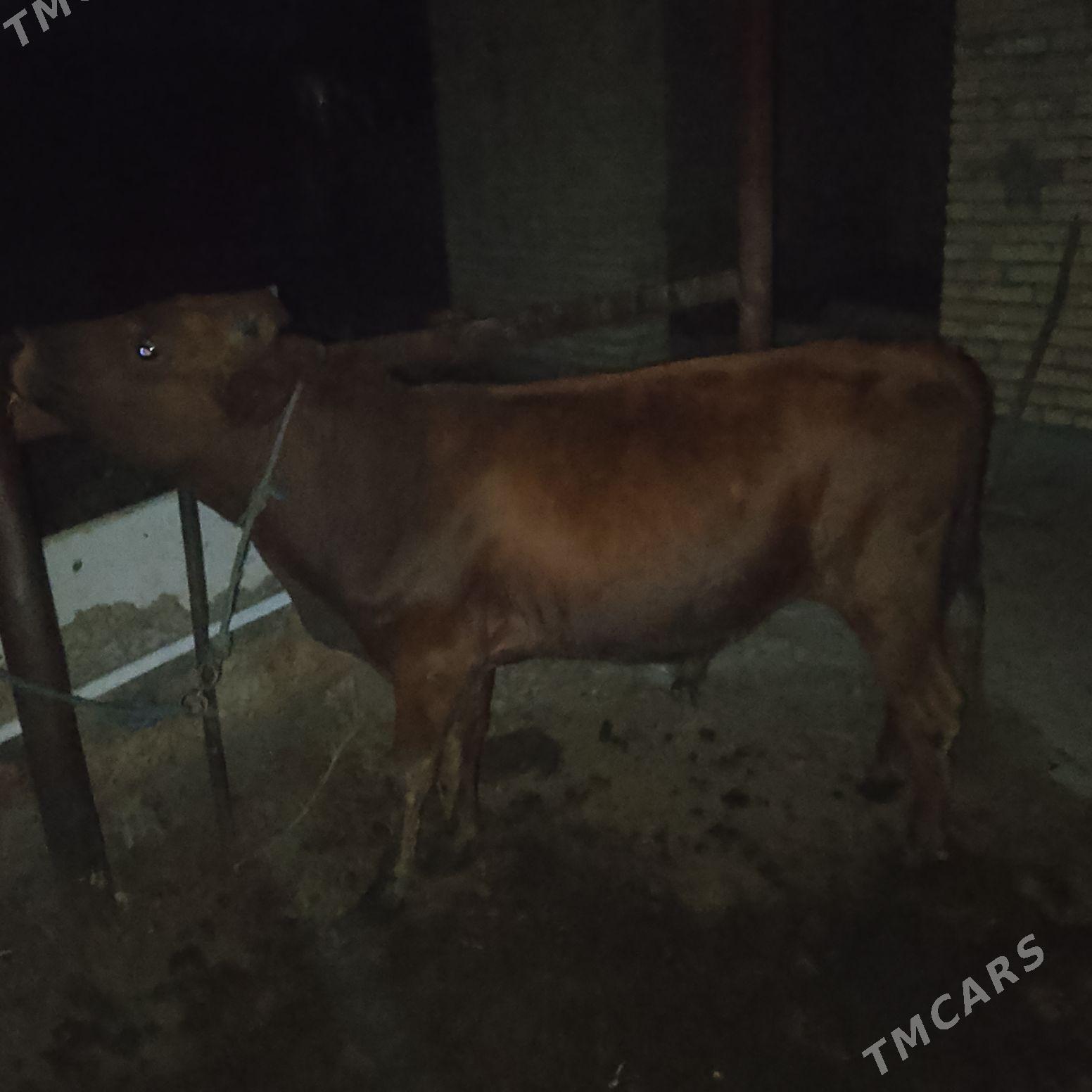 ОКУЗ - Чарджоу - img 2