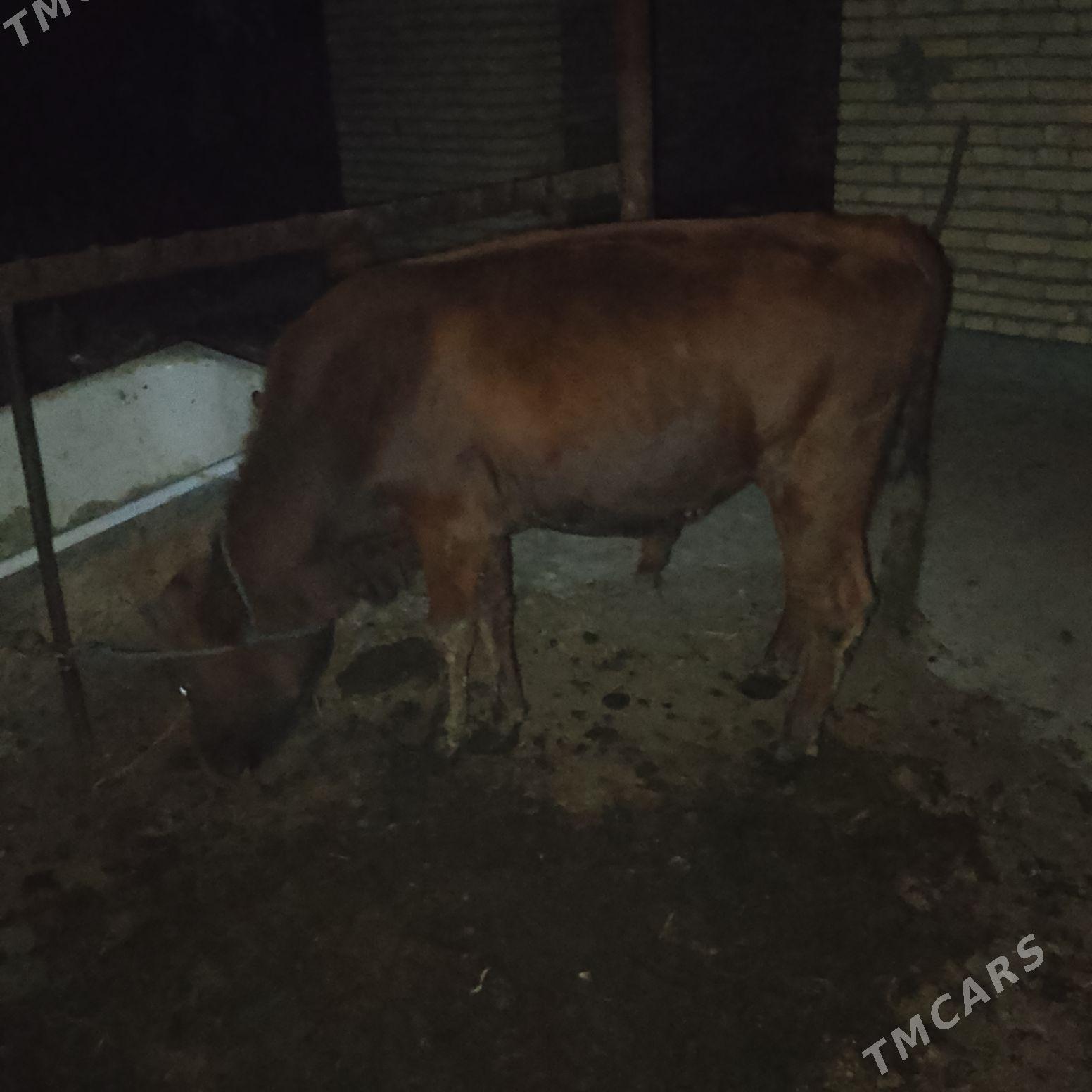 ОКУЗ - Чарджоу - img 3