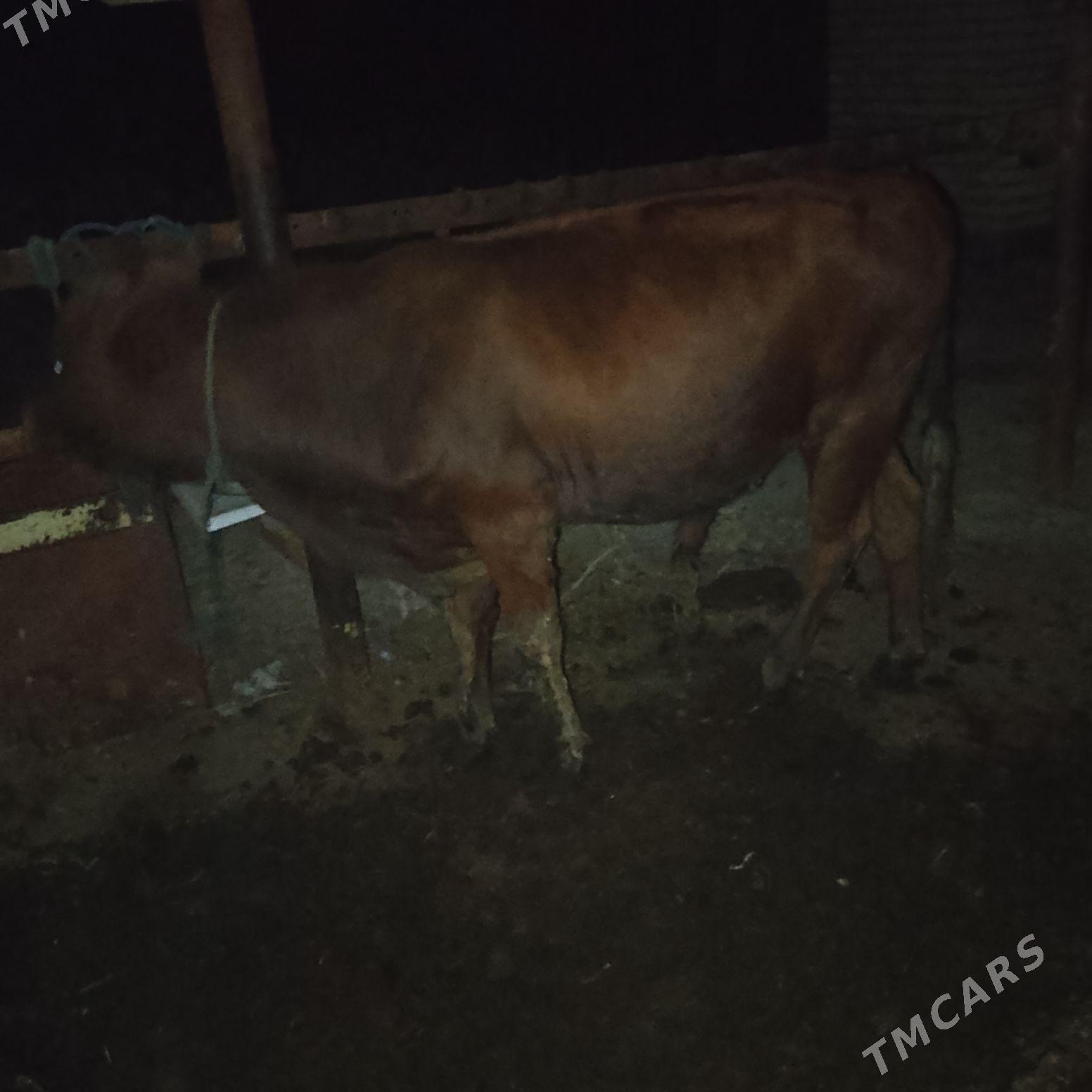 ОКУЗ - Чарджоу - img 7