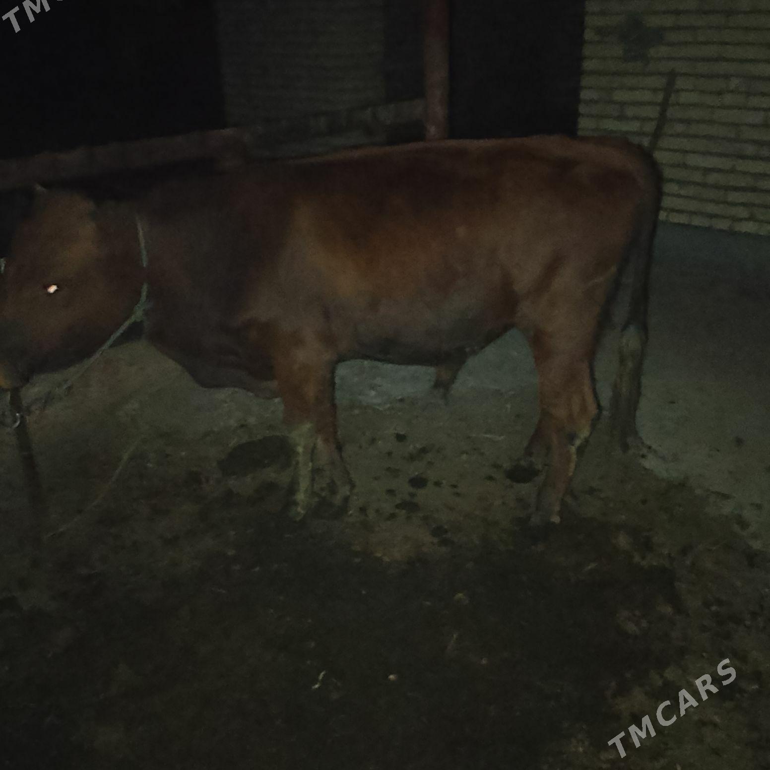 ОКУЗ - Чарджоу - img 8