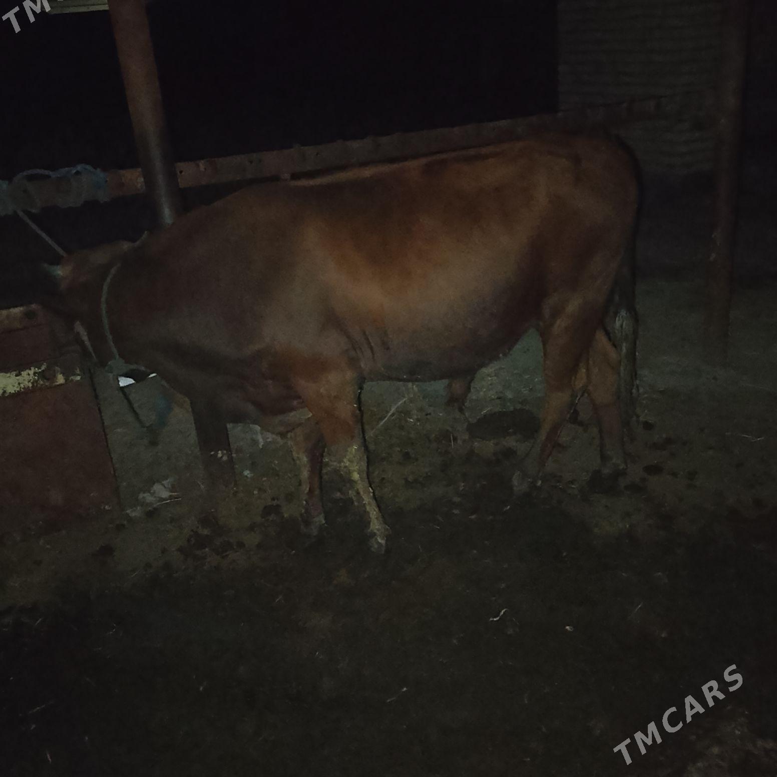 ОКУЗ - Чарджоу - img 6