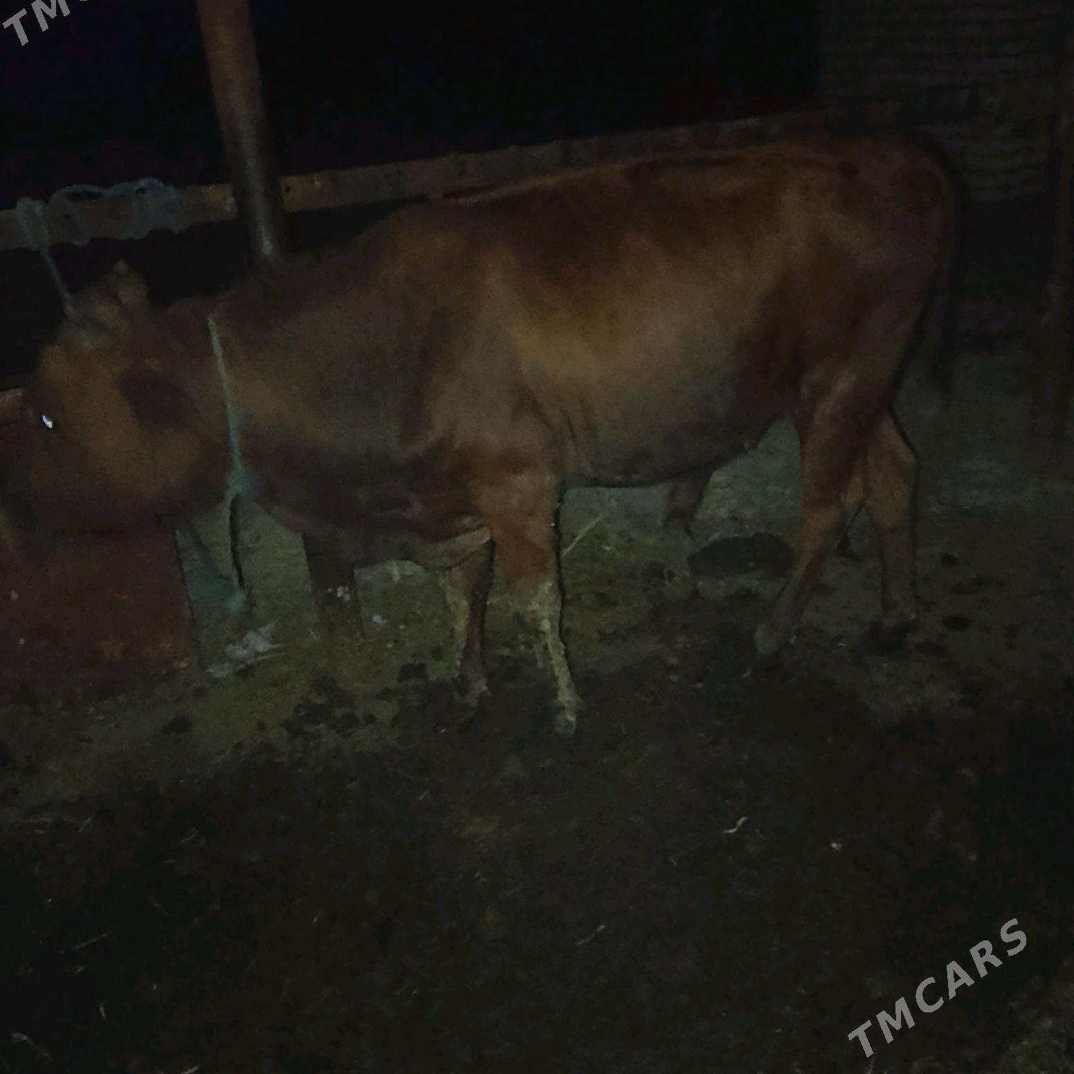 ОКУЗ - Чарджоу - img 4