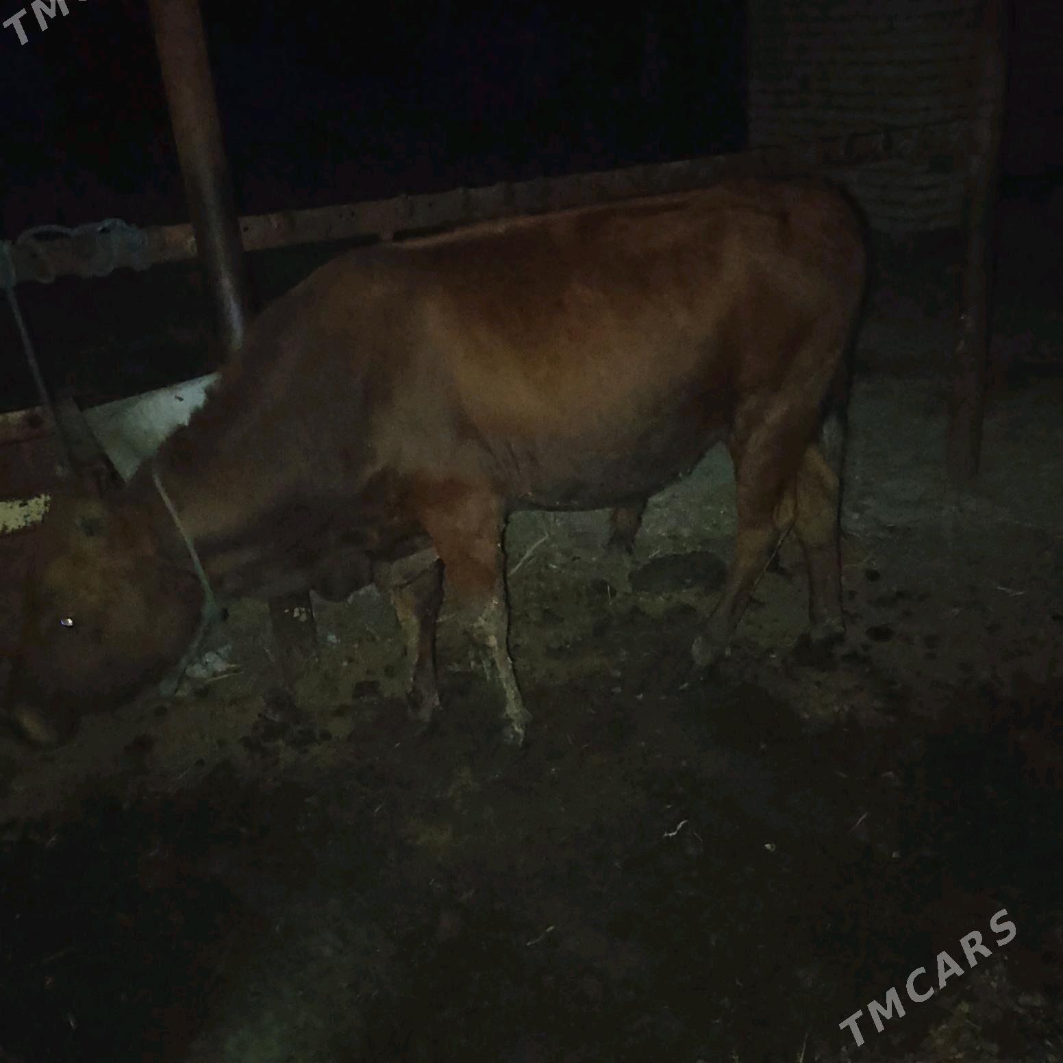 ОКУЗ - Чарджоу - img 5