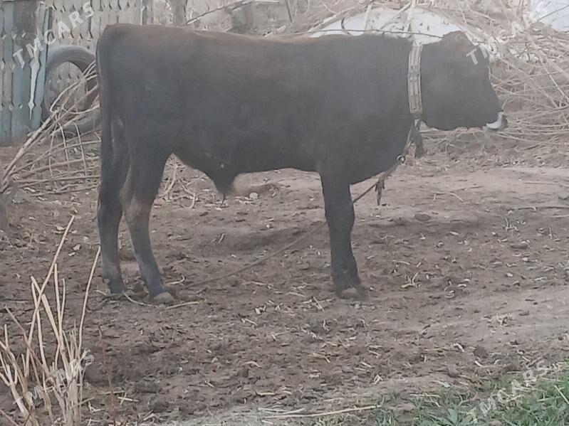 Okuz/Göle/Mal/Öküzce. - Babadaýhan - img 4