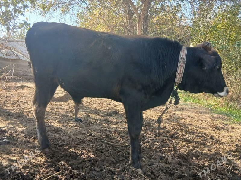 Okuz/Göle/Mal/Öküzce. - Babadaýhan - img 3