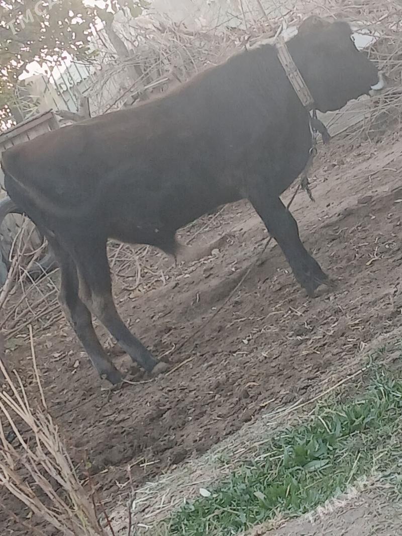 Okuz/Göle/Mal/Öküzce. - Babadaýhan - img 1