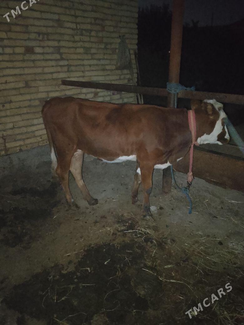 СИМЕНТАЛ УНАЖЫН - Çärjew - img 3