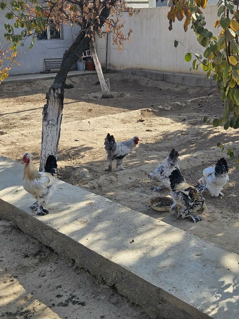 horaz balakly - Bekrewe - img 5