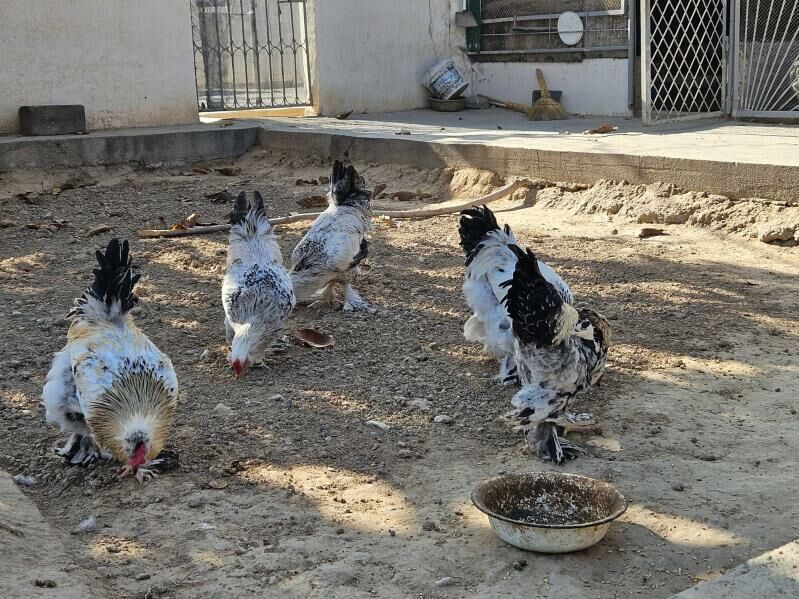 horaz balakly - Bekrewe - img 6